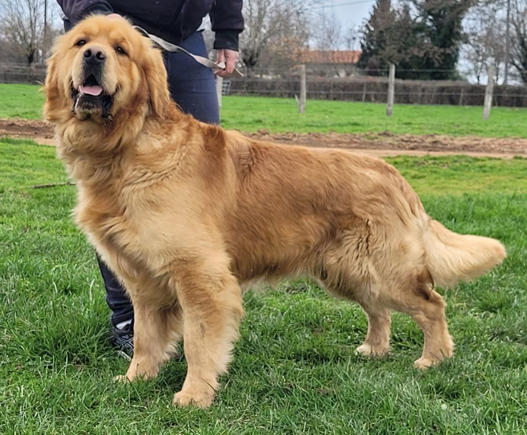 Sir socrate Des Puppys Goldens Love