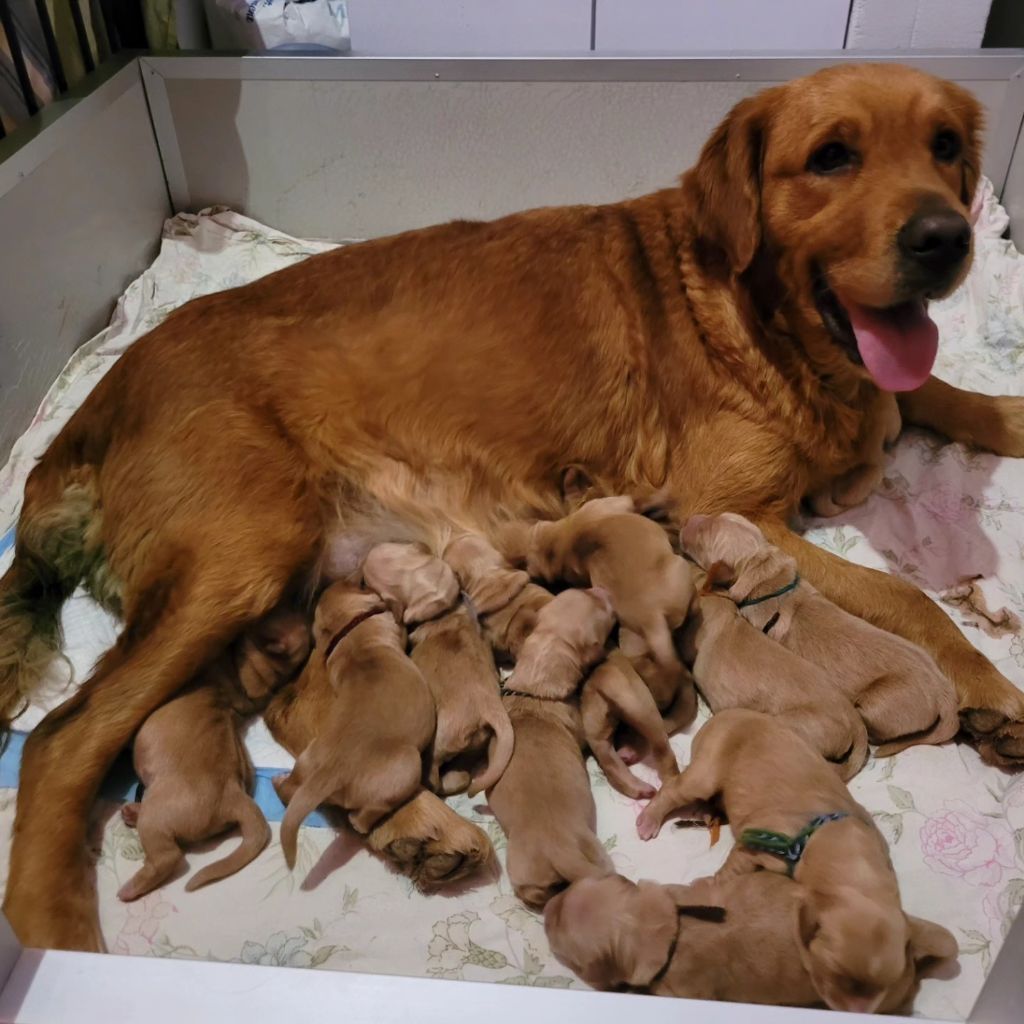 chiot Golden Retriever Du Brionnais Doré