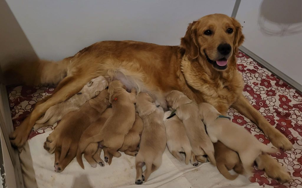 chiot Golden Retriever Du Brionnais Doré