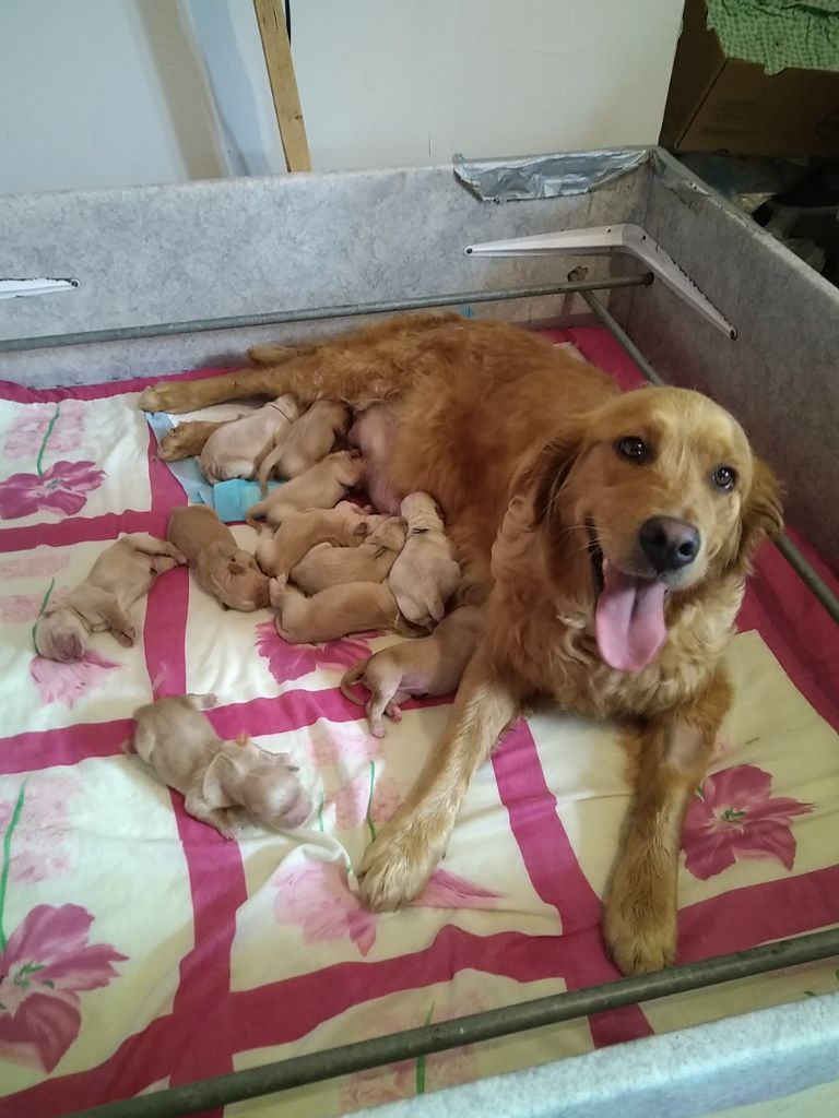 Du Brionnais Doré - Golden Retriever - Portée née le 14/07/2021