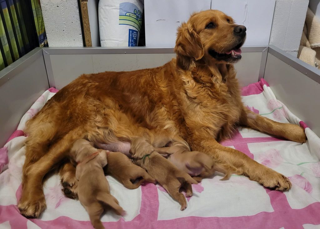 chiot Golden Retriever Du Brionnais Doré