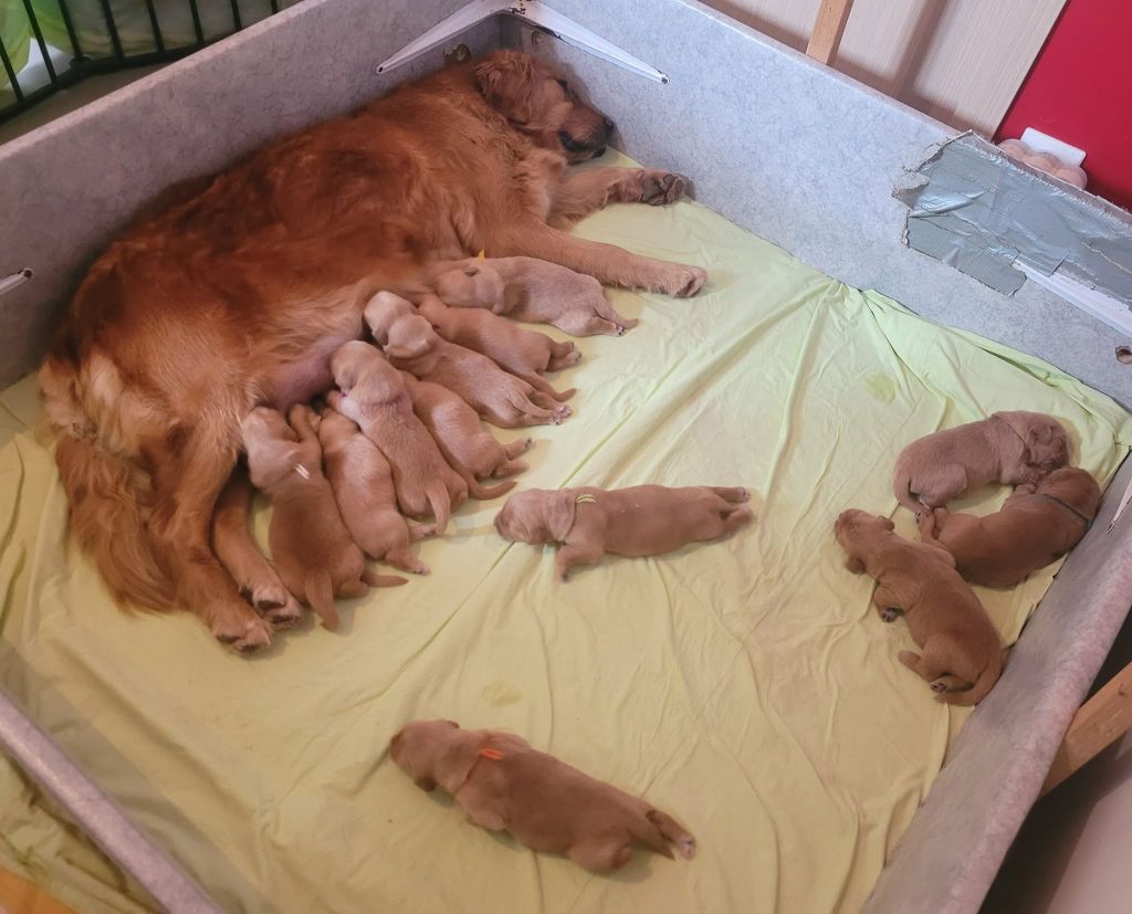 chiot Golden Retriever Du Brionnais Doré