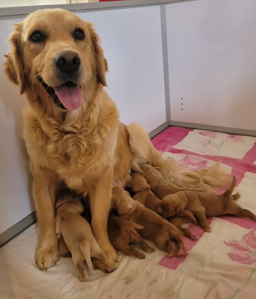 chiot Golden Retriever Du Brionnais Doré