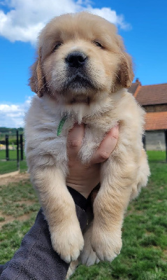 Du Brionnais Doré - Golden Retriever - Portée née le 27/03/2024