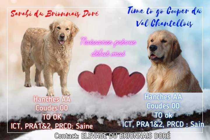 chiot Golden Retriever Du Brionnais Doré