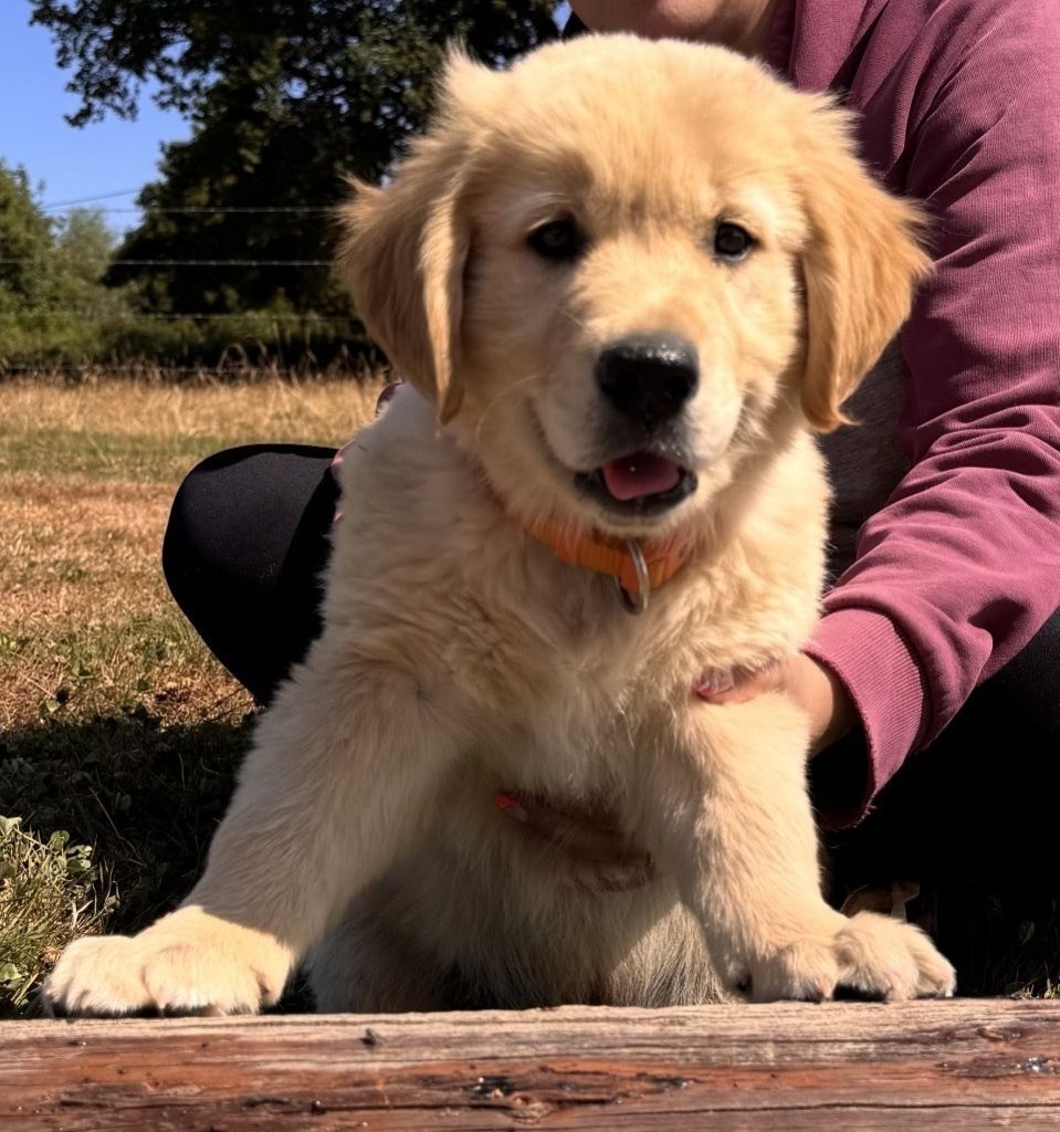 Akuna matata Des Puppys Goldens Love