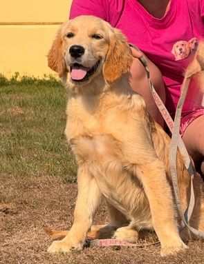 Andalouse Du Brionnais Doré