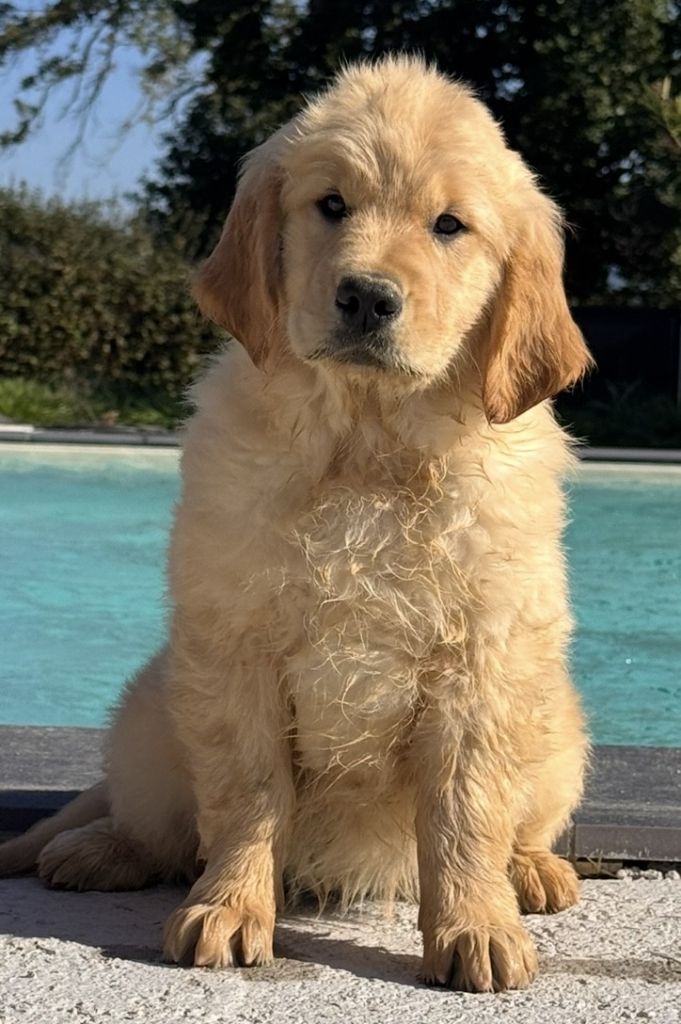 Alaskane Du Brionnais Doré