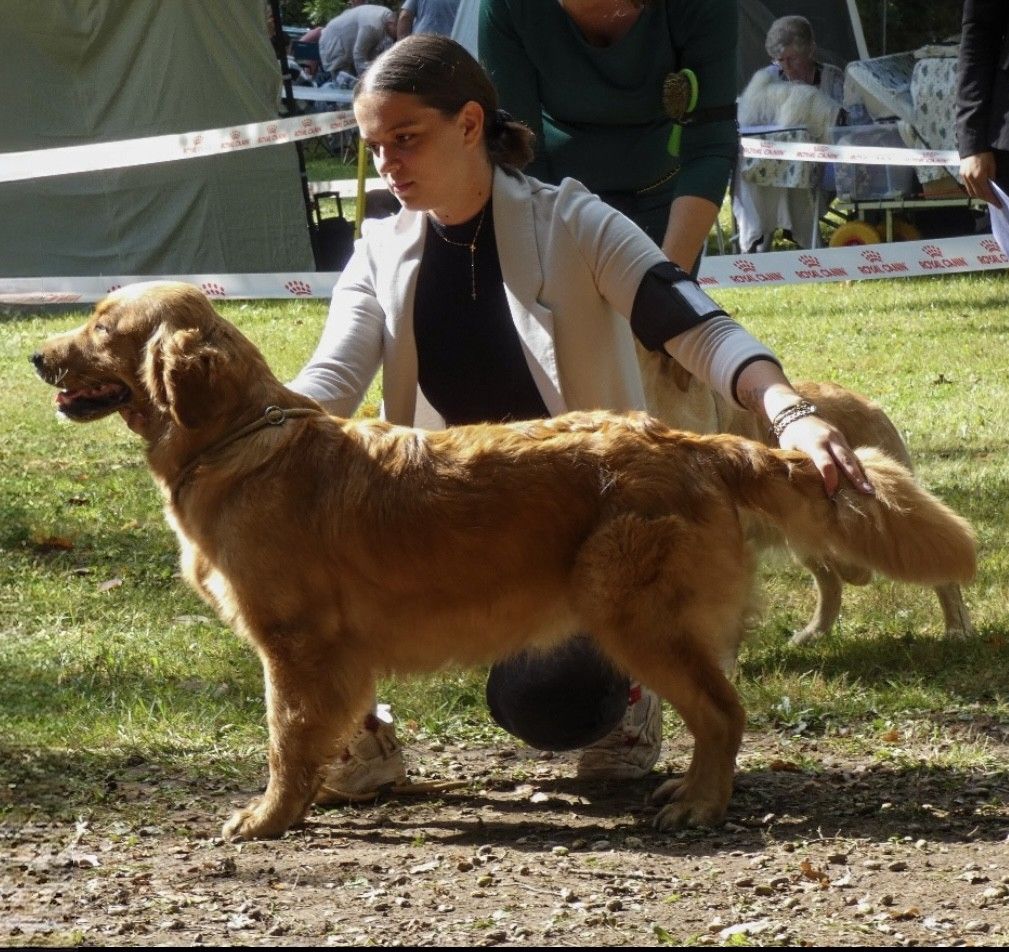 United bella Du Brionnais Doré