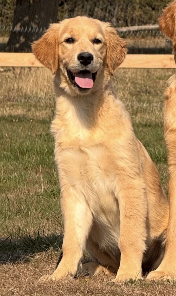 A la folie je t'aimerai Du Brionnais Doré