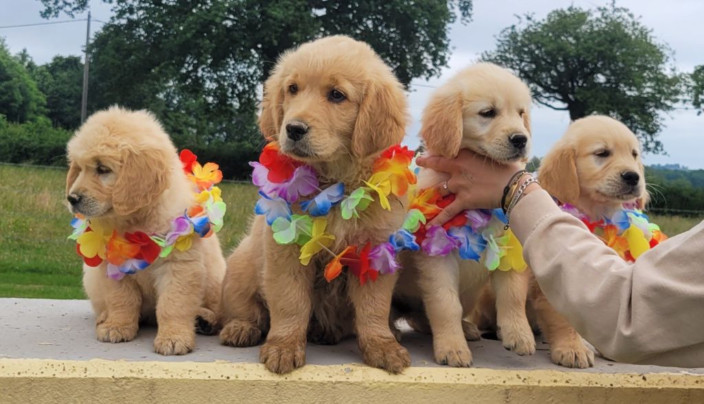 Des chiots sont disponibles de suite !!!!