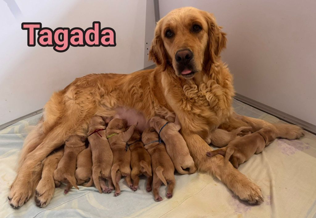 Des chiots seront disponibles début août