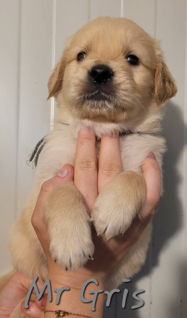 Du Brionnais Doré - Chiots disponibles - Golden Retriever