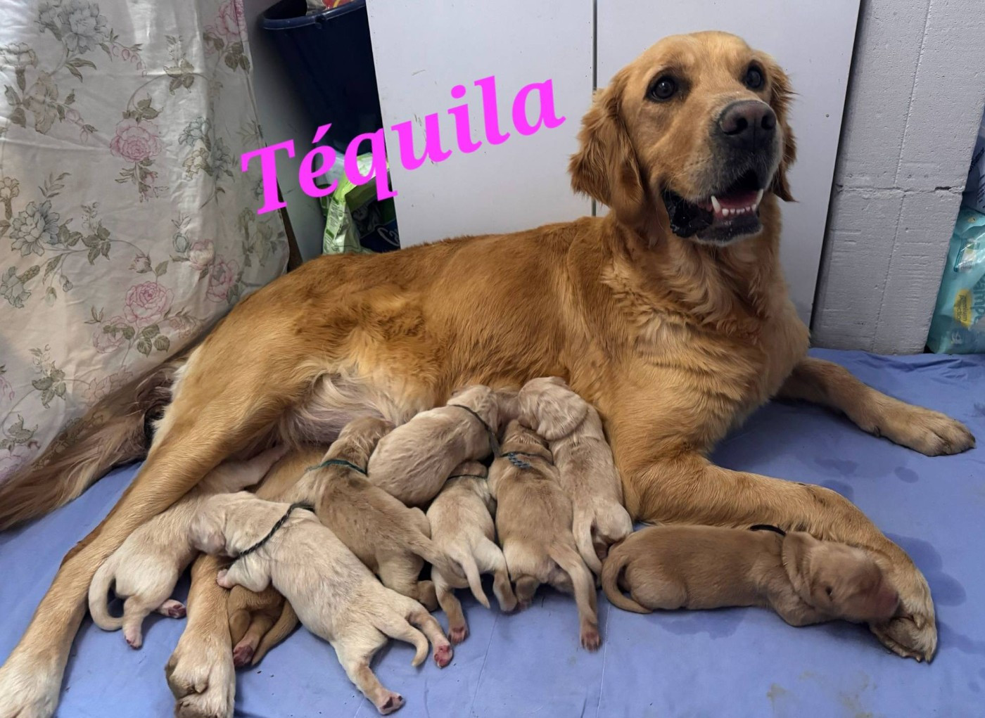 Du Brionnais Doré - Golden Retriever - Portée née le 21/01/2026