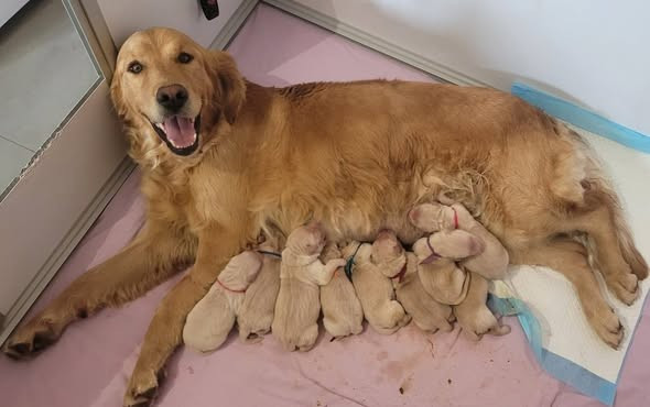 Du Brionnais Doré - Golden Retriever - Portée née le 16/03/2026