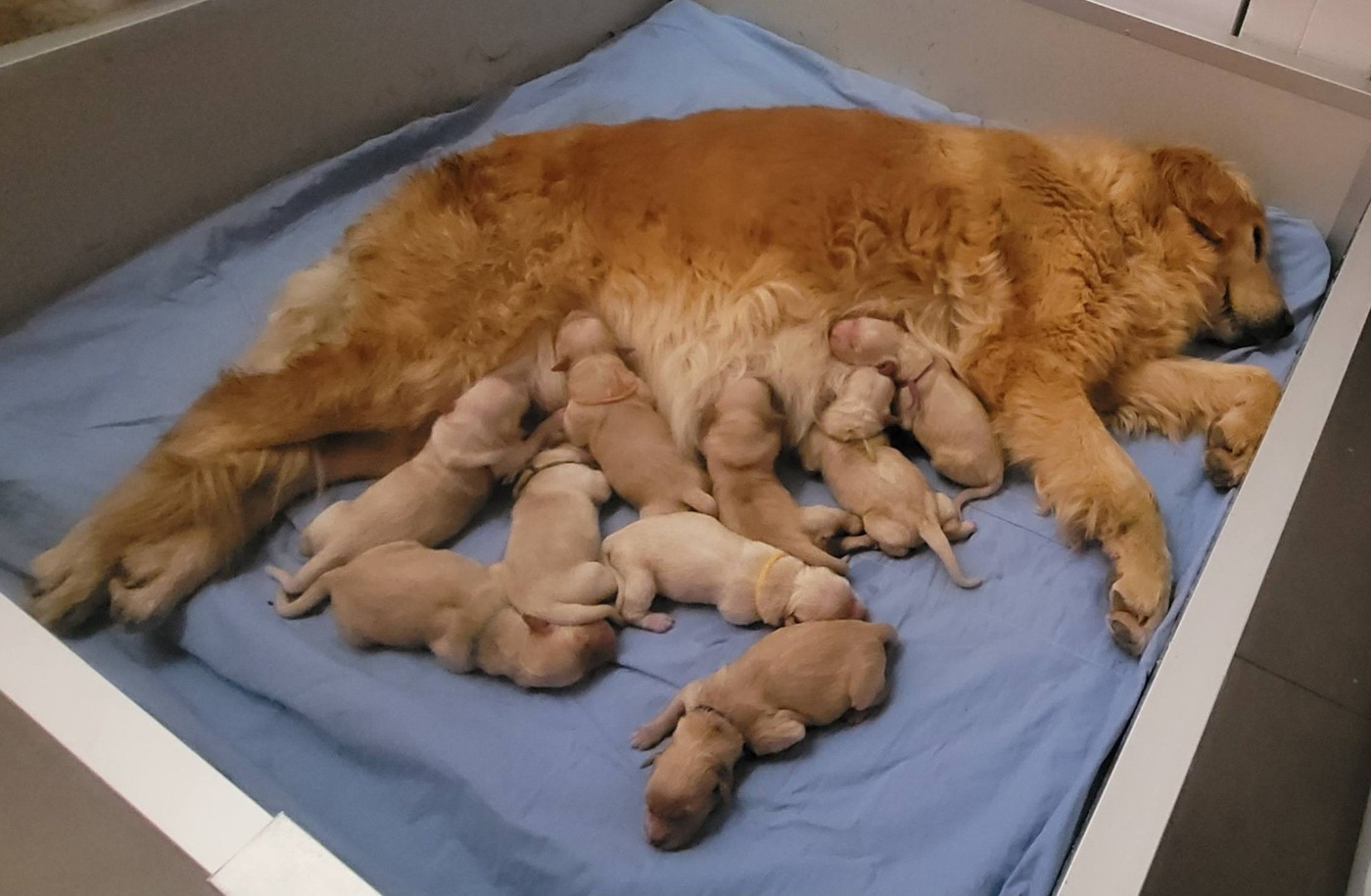 Du Brionnais Doré - Golden Retriever - Portée née le 21/03/2026