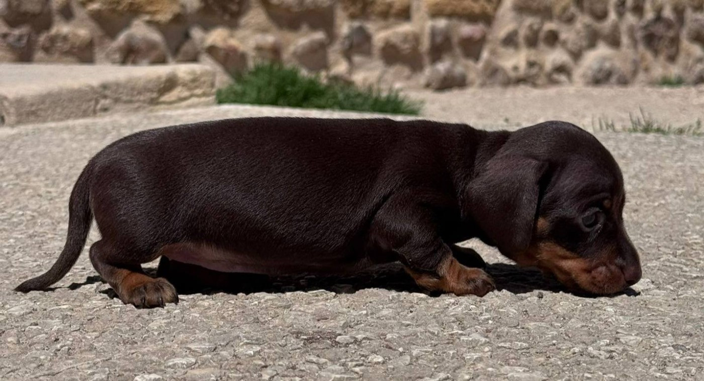 Du Brionnais Doré - Chiots disponibles - Teckel poil ras