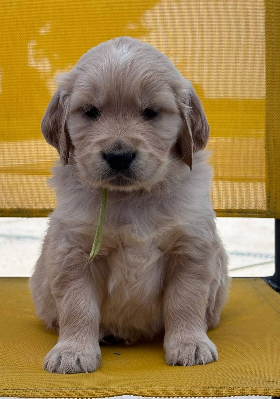 Du Brionnais Doré - Chiots disponibles - Golden Retriever