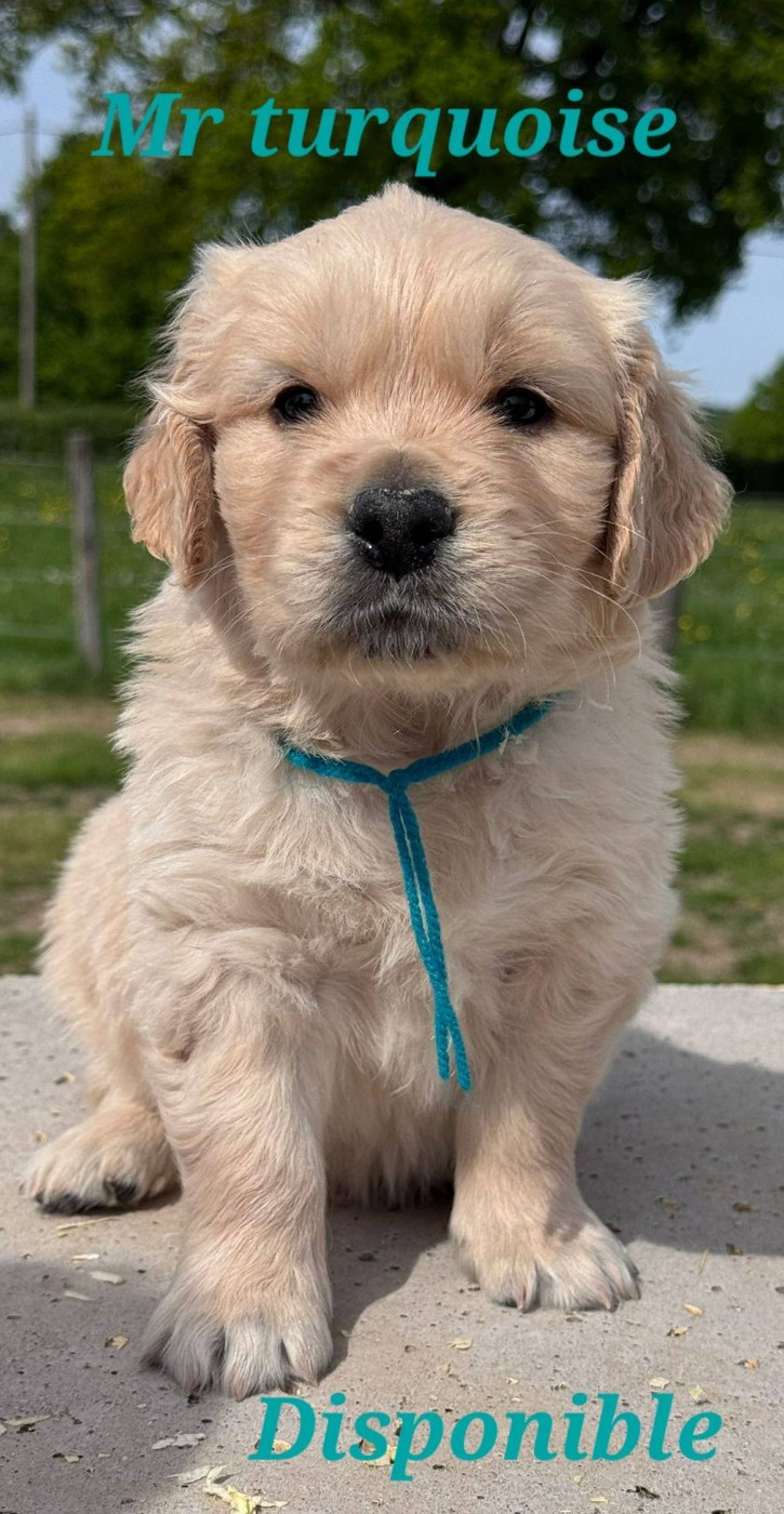 Du Brionnais Doré - Chiots disponibles - Golden Retriever