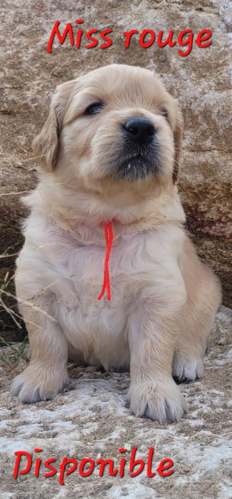Du Brionnais Doré - Chiots disponibles - Golden Retriever