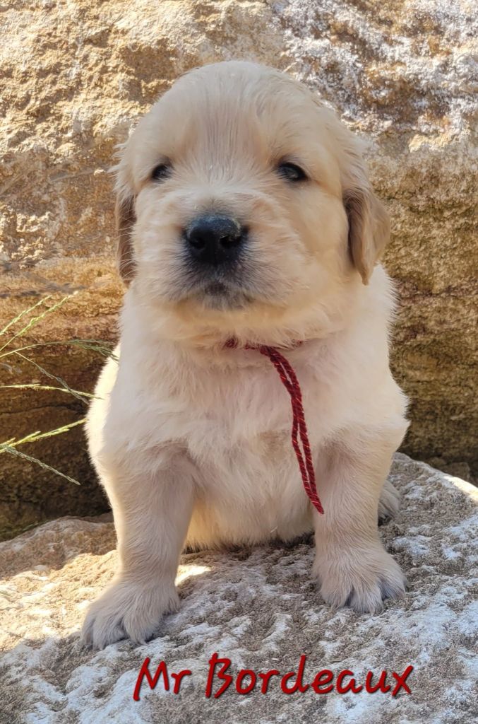 Du Brionnais Doré - Chiots disponibles - Golden Retriever