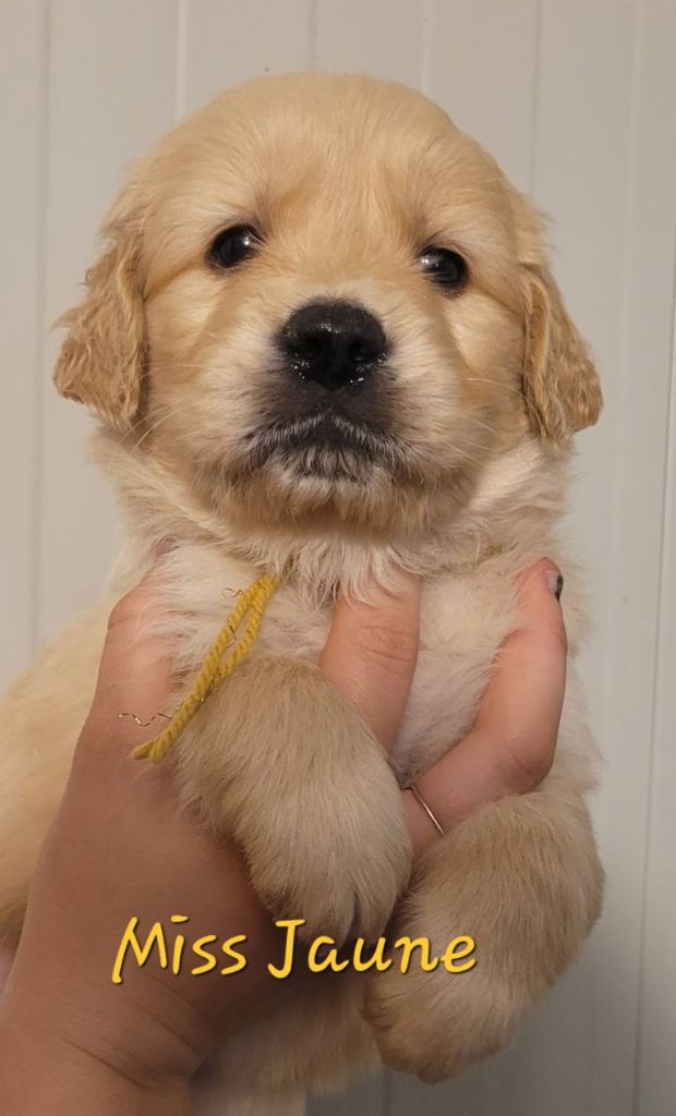 Du Brionnais Doré - Chiots disponibles - Golden Retriever