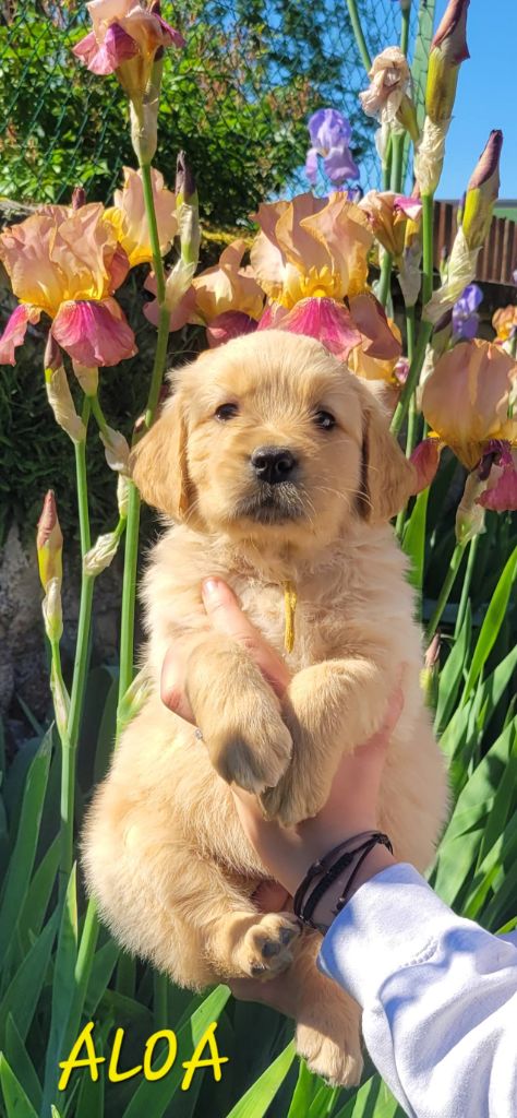 Du Brionnais Doré - Chiots disponibles - Golden Retriever