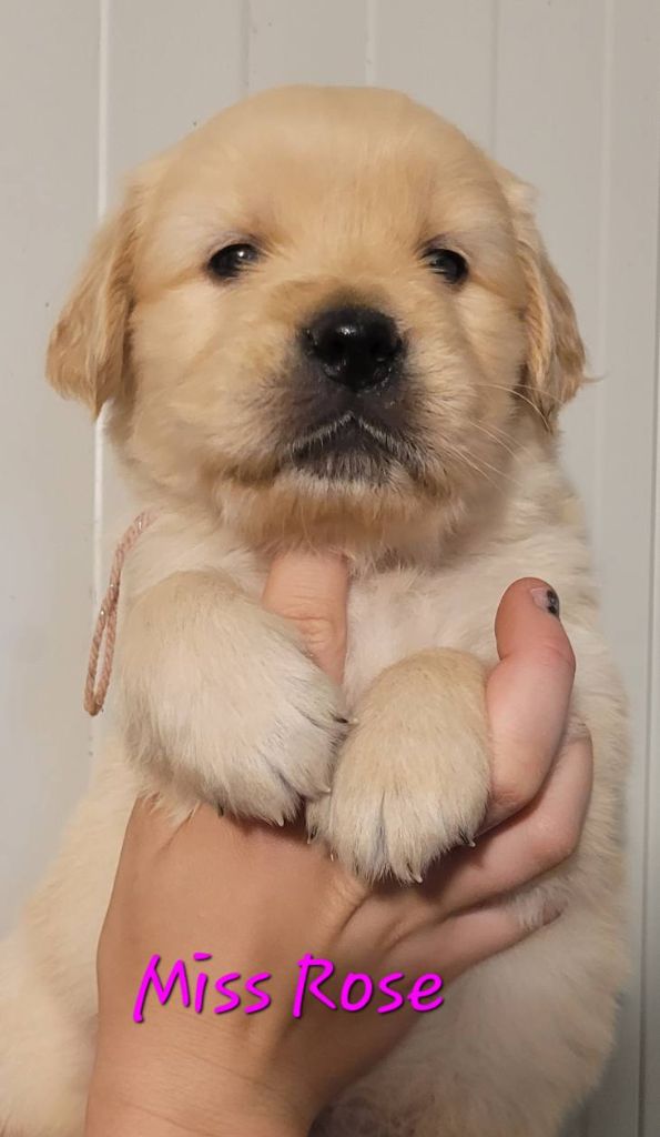 Du Brionnais Doré - Chiots disponibles - Golden Retriever