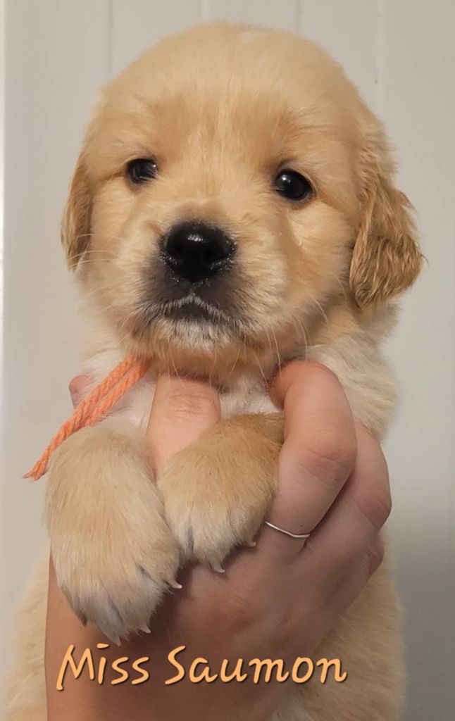 Du Brionnais Doré - Chiots disponibles - Golden Retriever