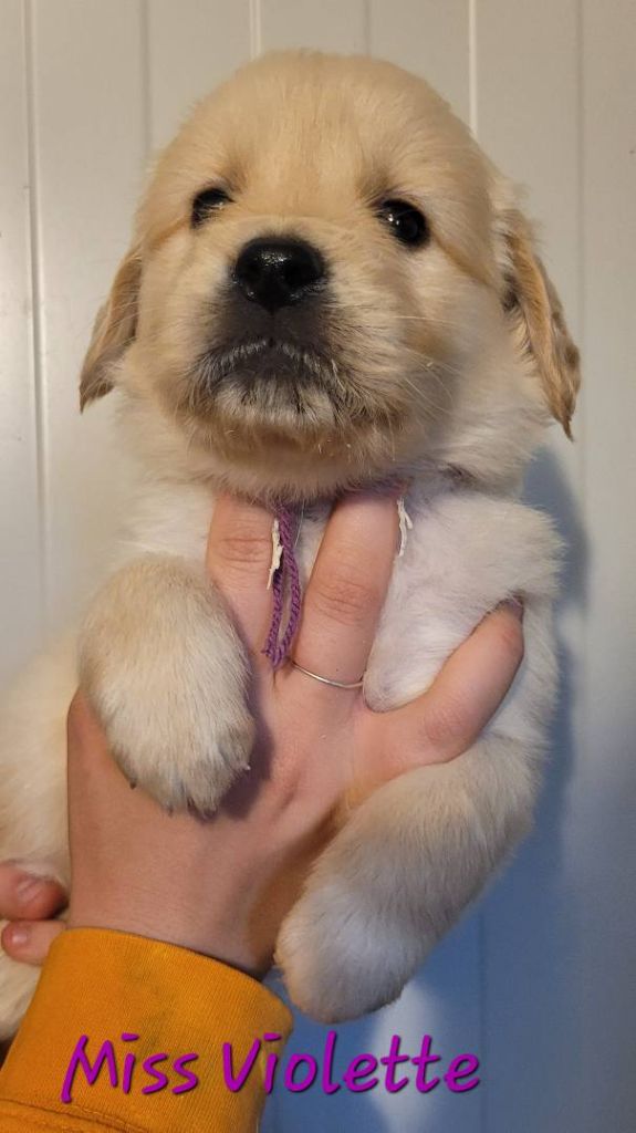 Du Brionnais Doré - Chiots disponibles - Golden Retriever