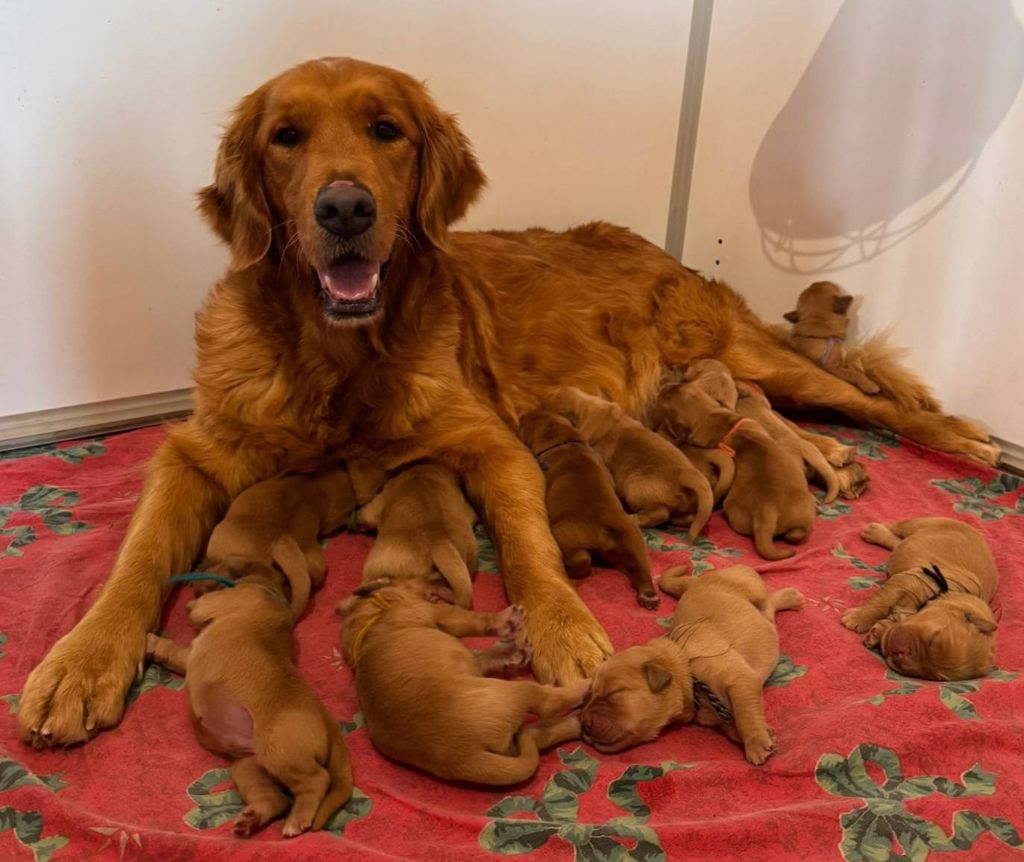 Du Brionnais Doré - Golden Retriever - Portée née le 09/01/2026