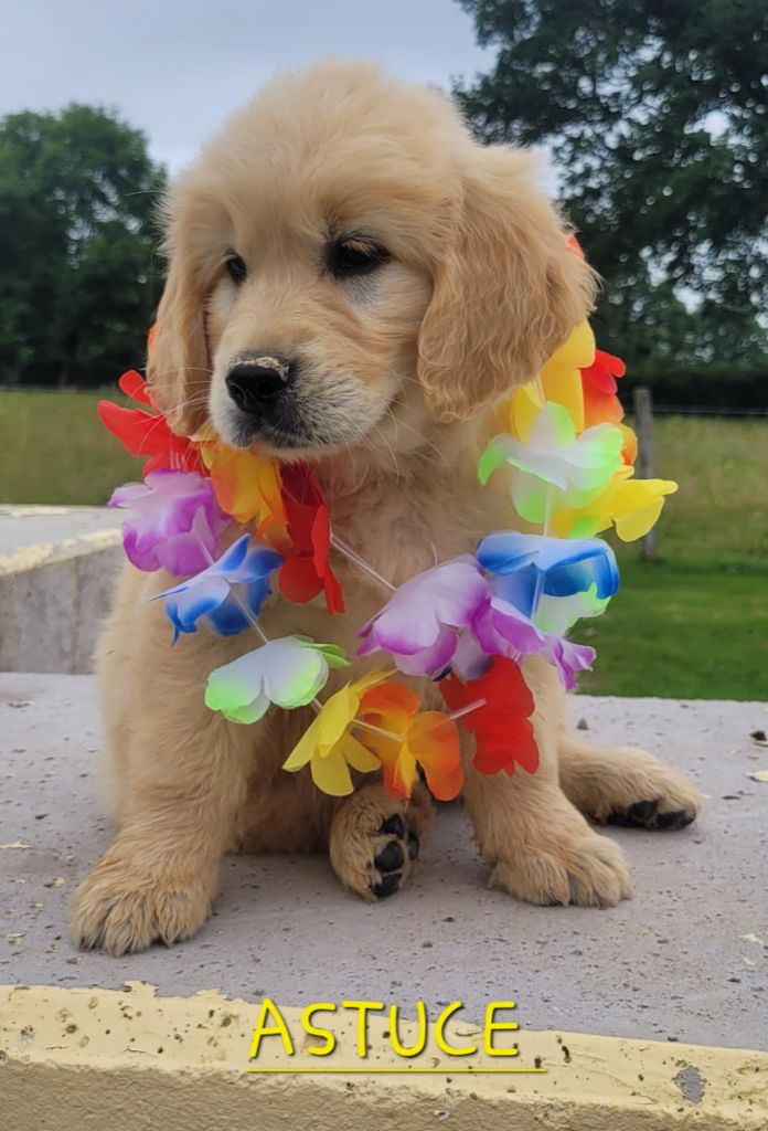 Du Brionnais Doré - Chiots disponibles - Golden Retriever