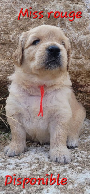 CHIOT