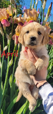 CHIOT