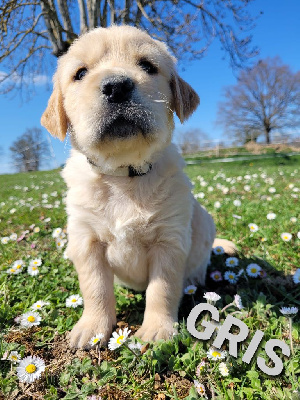 CHIOT