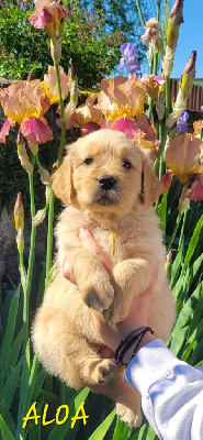 CHIOT