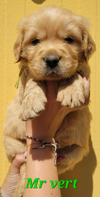 CHIOT