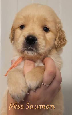 CHIOT