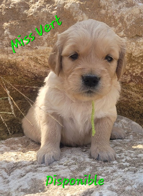 CHIOT