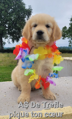 CHIOT