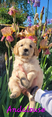 CHIOT
