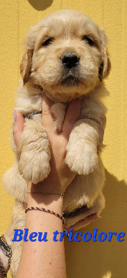 CHIOT