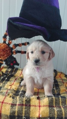 CHIOT