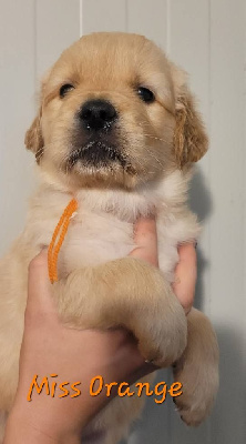 CHIOT