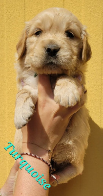 CHIOT