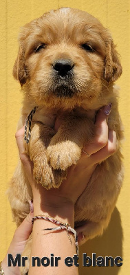 CHIOT