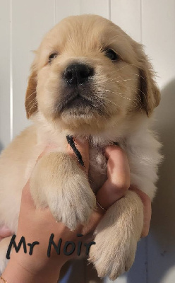 CHIOT