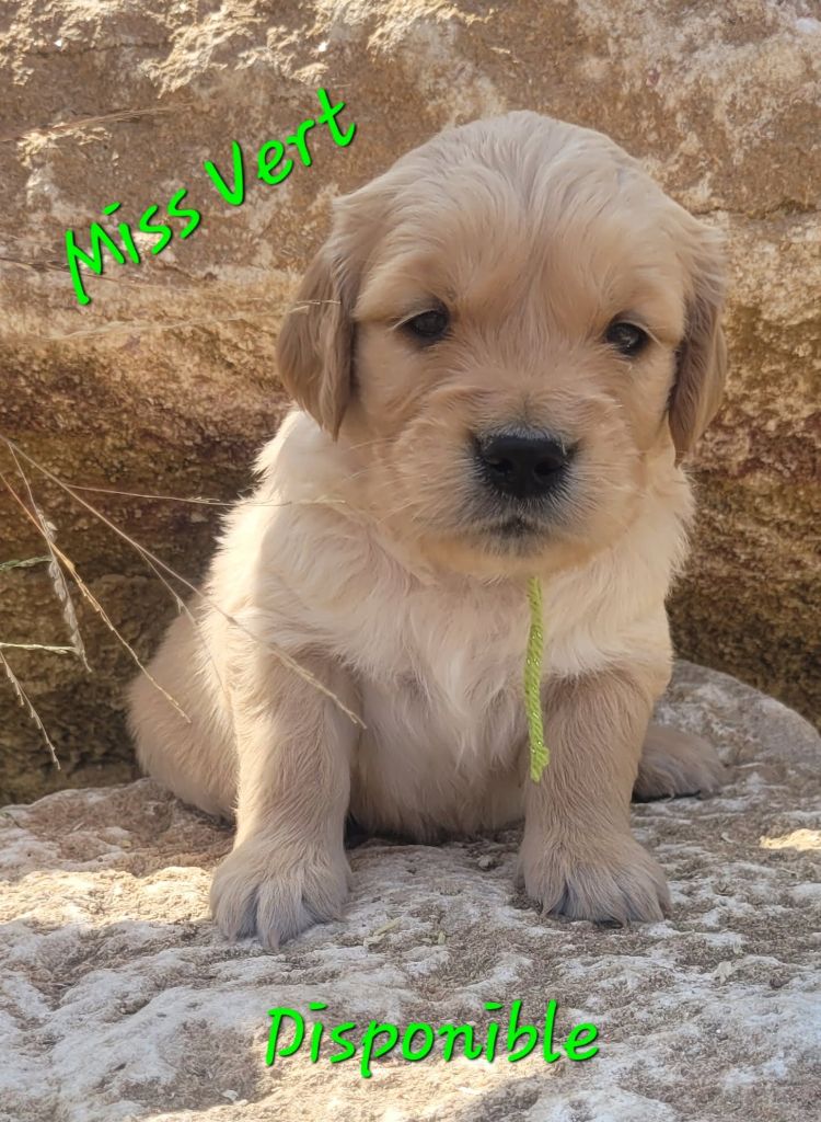 Du Brionnais Doré - Chiots disponibles - Golden Retriever