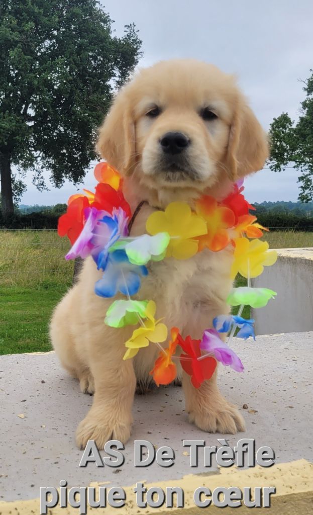 Du Brionnais Doré - Chiots disponibles - Golden Retriever