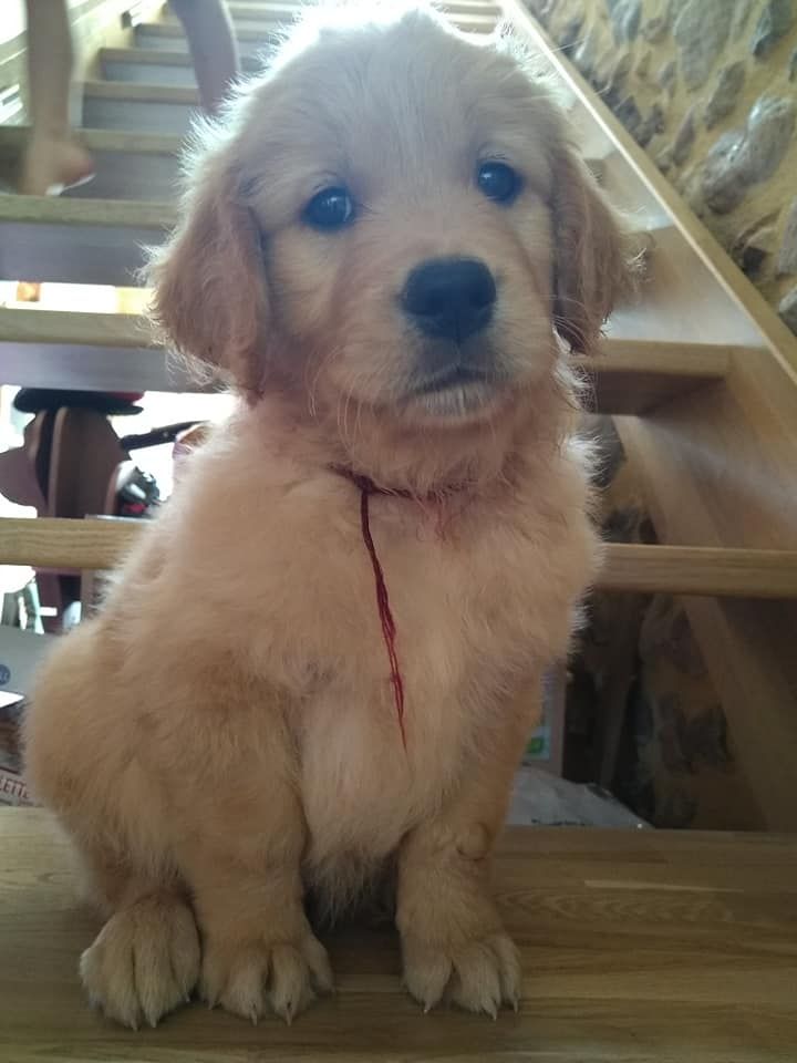 Du Brionnais Doré - Golden Retriever - Portée née le 23/07/2020